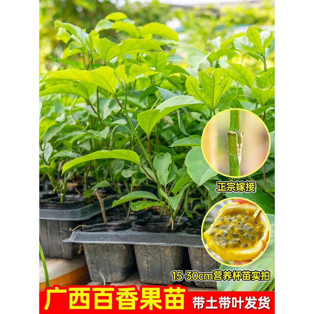 精品纯甜黄金百香果树苗嫁接百香果苗南北方种植1个月结果