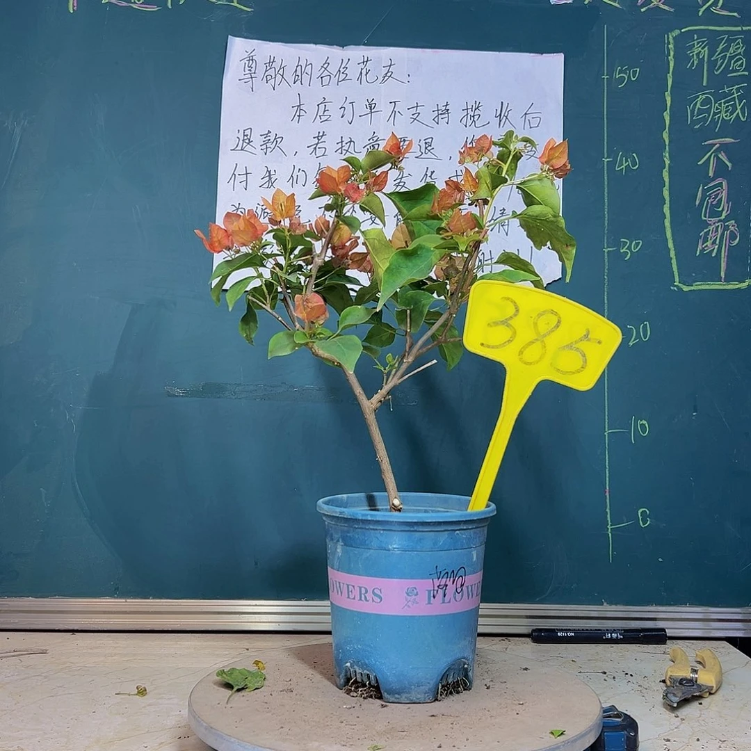 当前无花栽培后可以开花落日 385