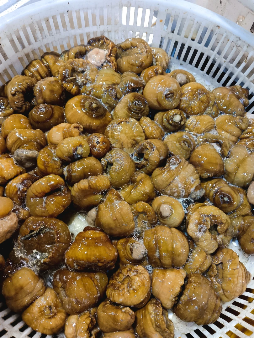 连云港发货海葵 海菊花 海触 海锭5斤