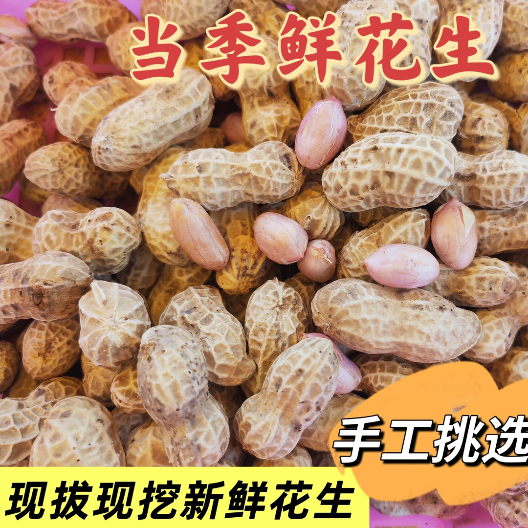 2025年新鲜现挖带壳带泥粉皮花生可水煮可生吃农家生花生带壳新鲜
