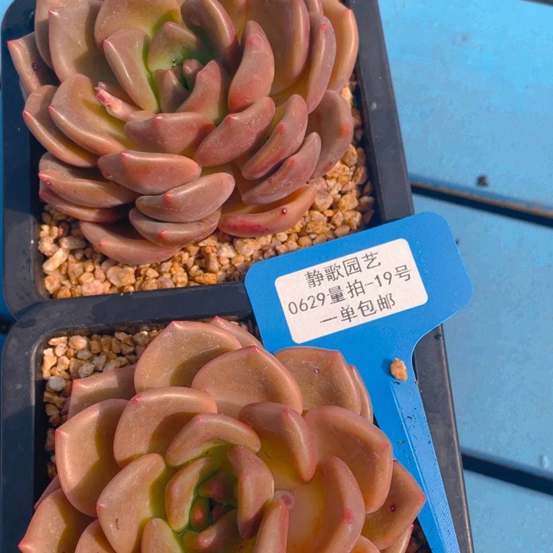 0629-19-白兰地大单头一颗