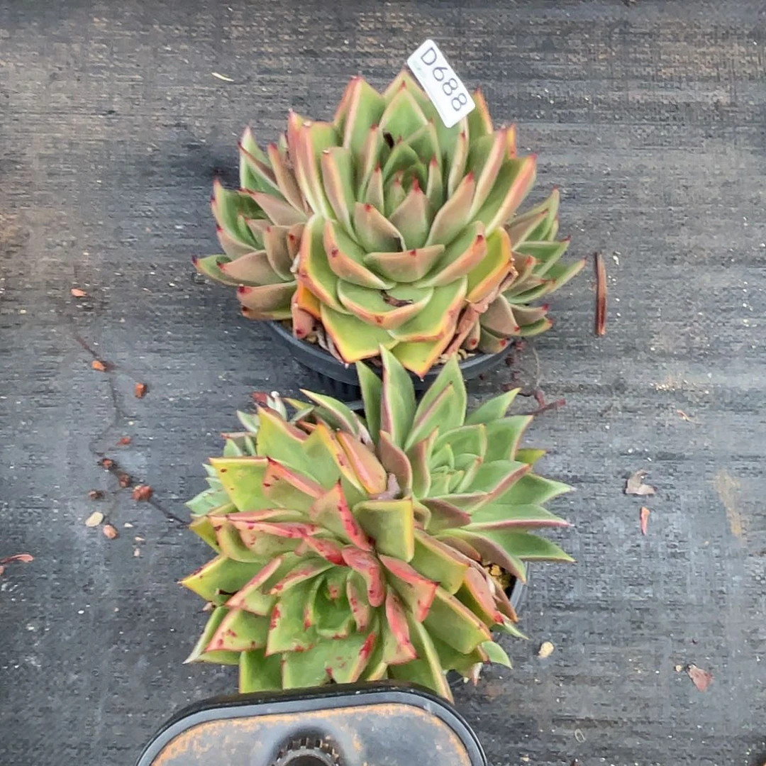 若如东云单拍D688