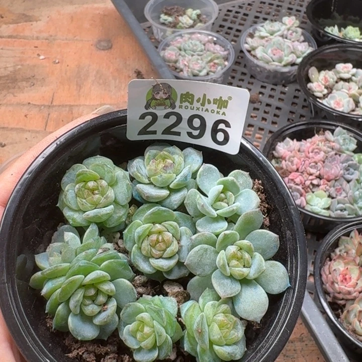 虹***多肉植物多肉植物