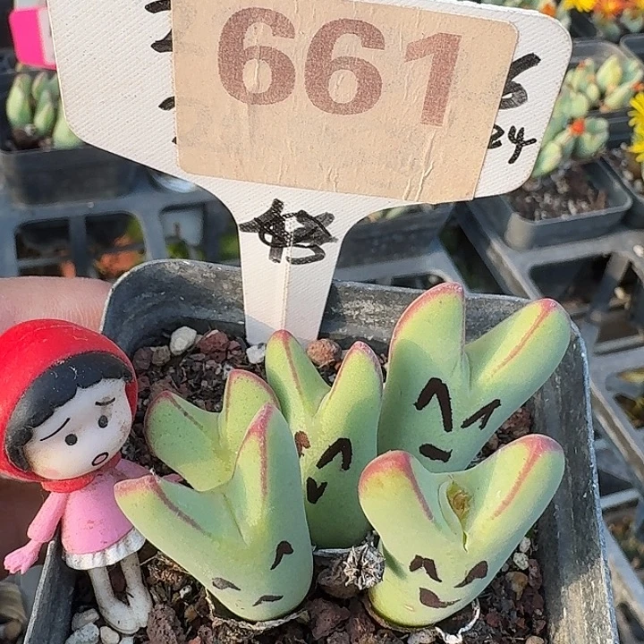 661哈哈哈给哈哈哈哈哈哈