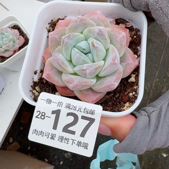 冰玉无盆土发货多