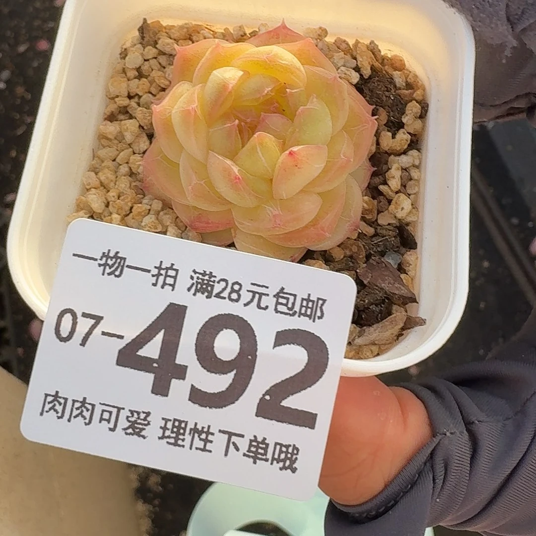 珍菲无盆土发货无