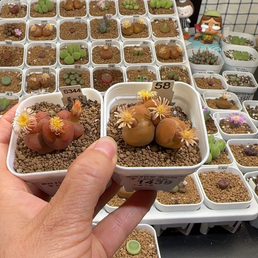 中***球肉锥多肉植物组合-463