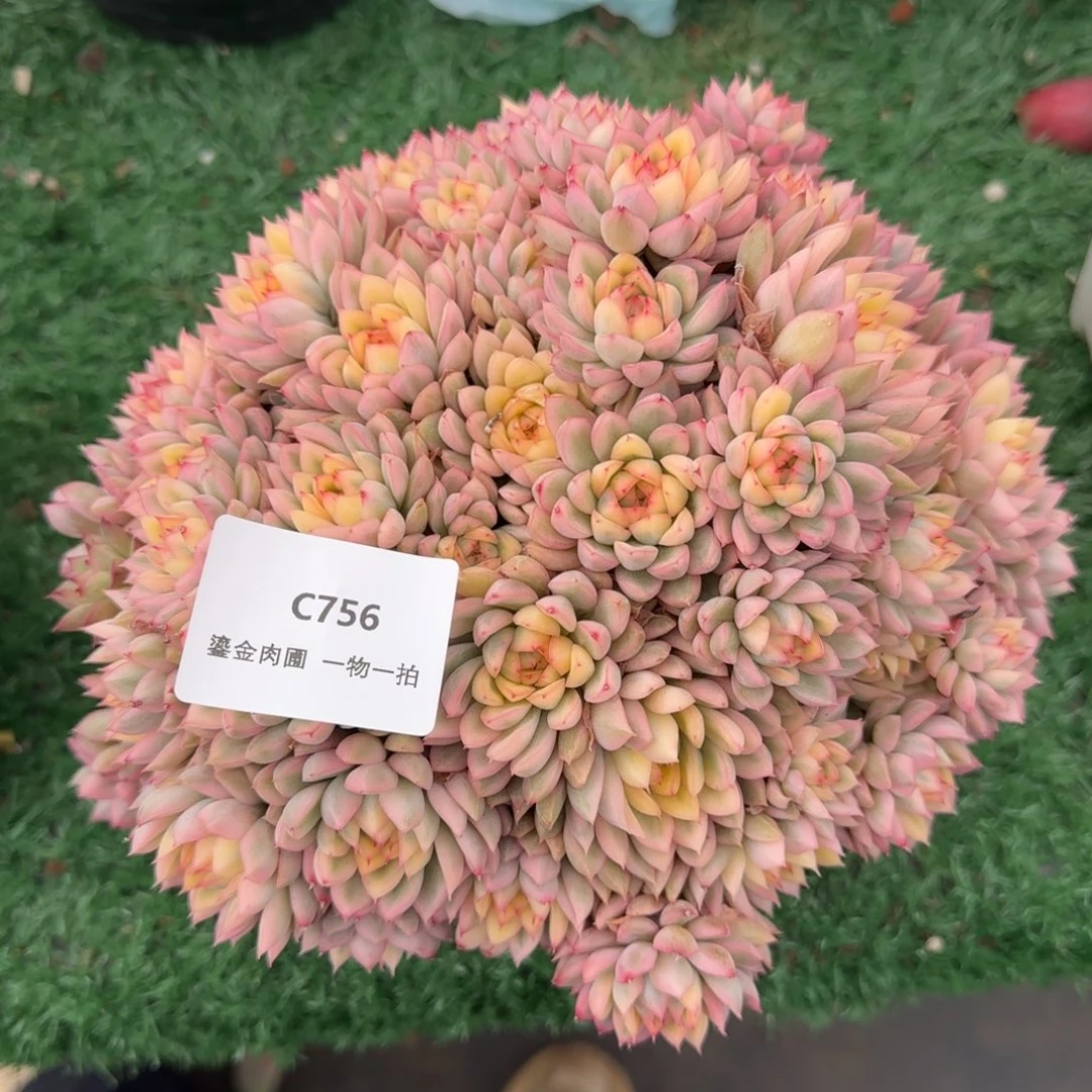 C756女雏锦