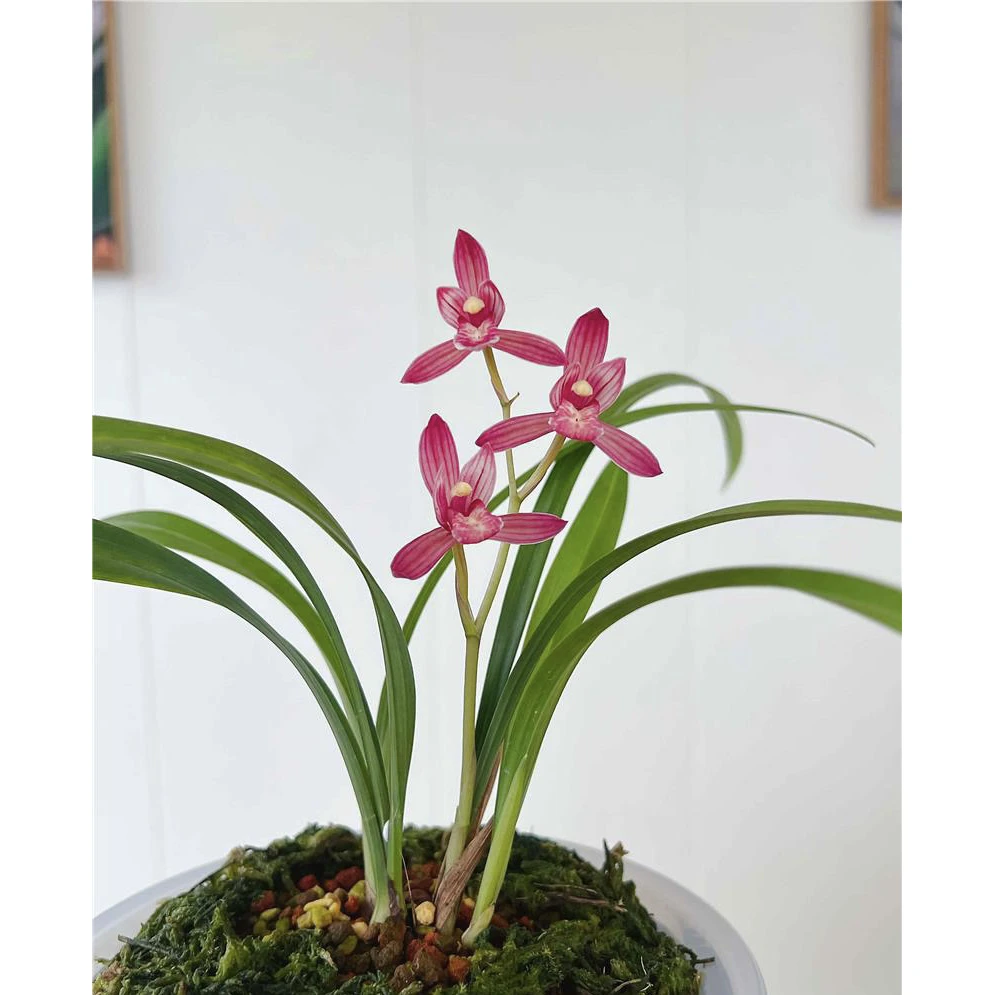 【金顶红】建兰名品 老种2苗 花开浓香对版高档养兰