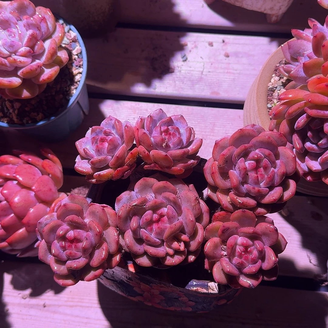 阿***蓝星影群生脱土一颗发货