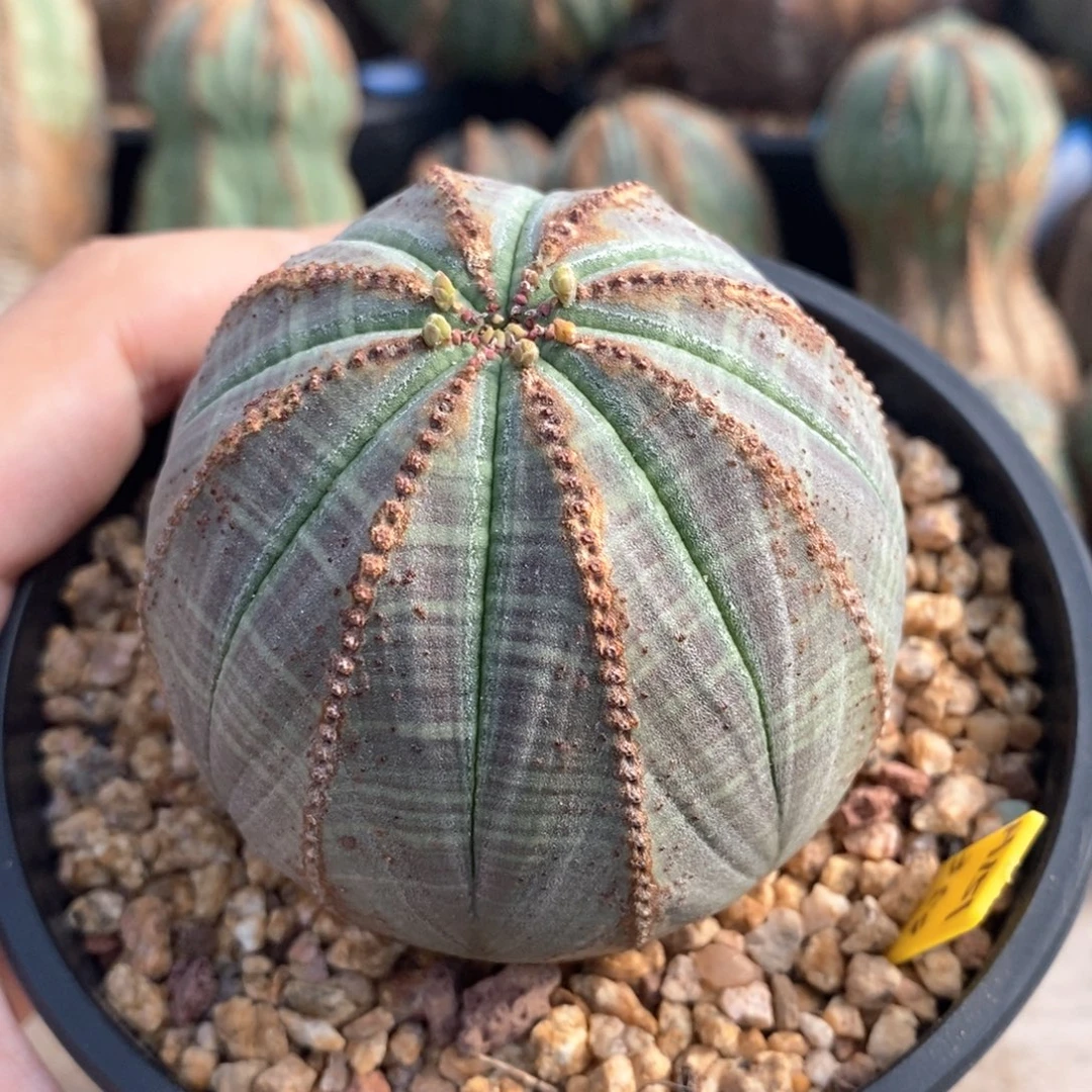 3 欧系实生布纹球多肉植物