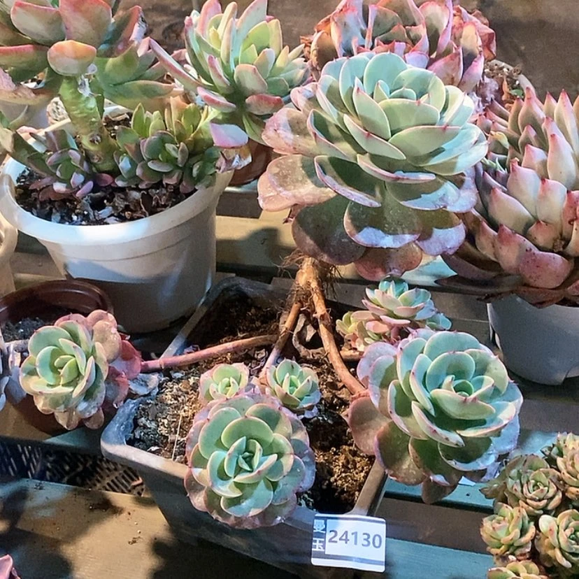 【闪购商品】杂24130