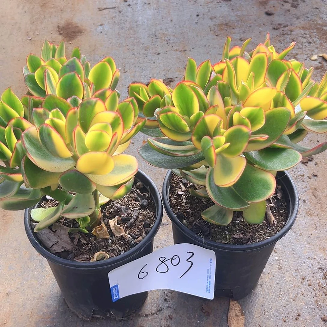 新花月景两颗6803号