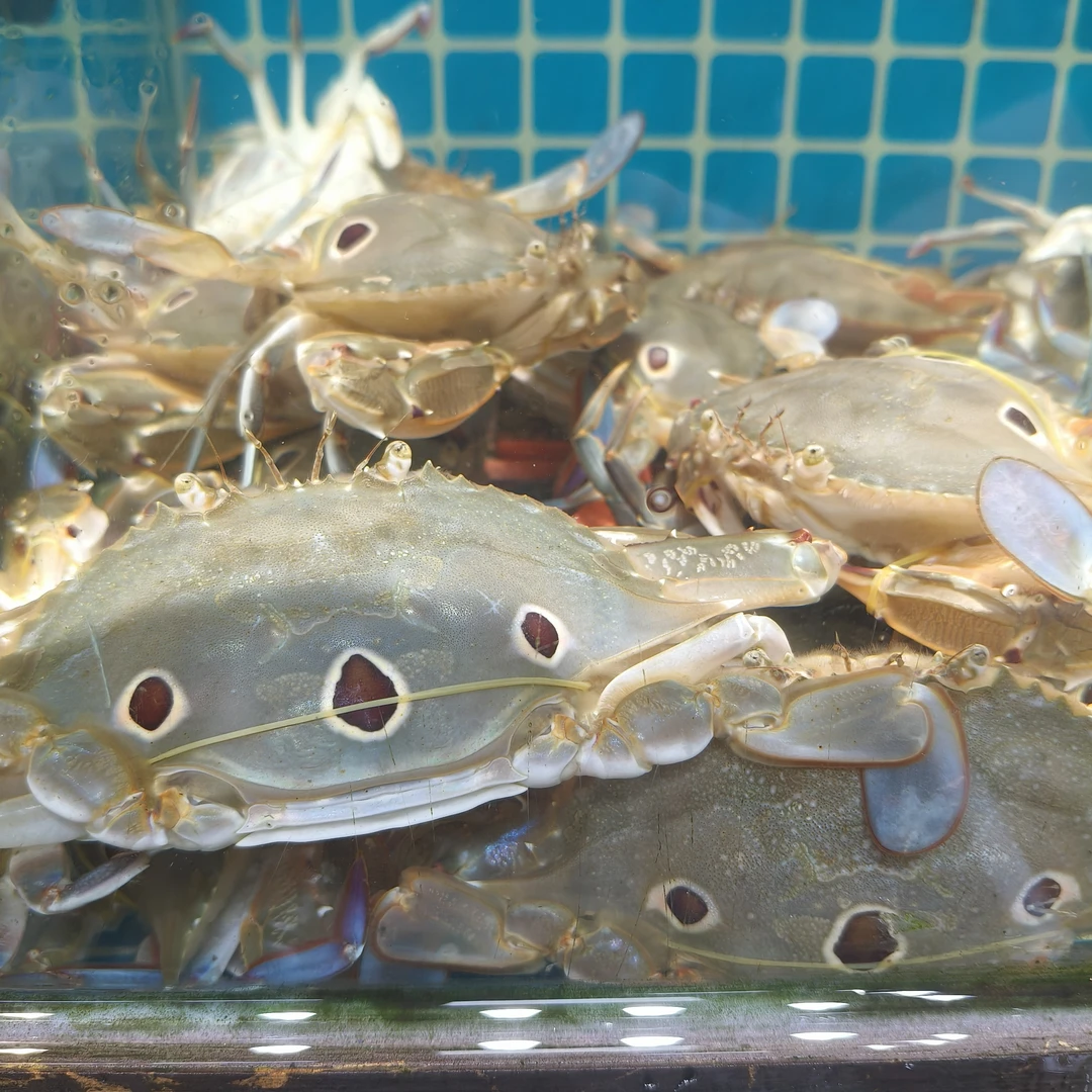 本港三点蟹1斤（默认处理）