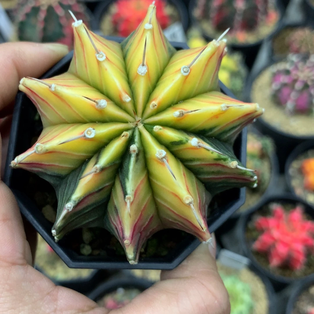 仙人球米哈肋骨锦