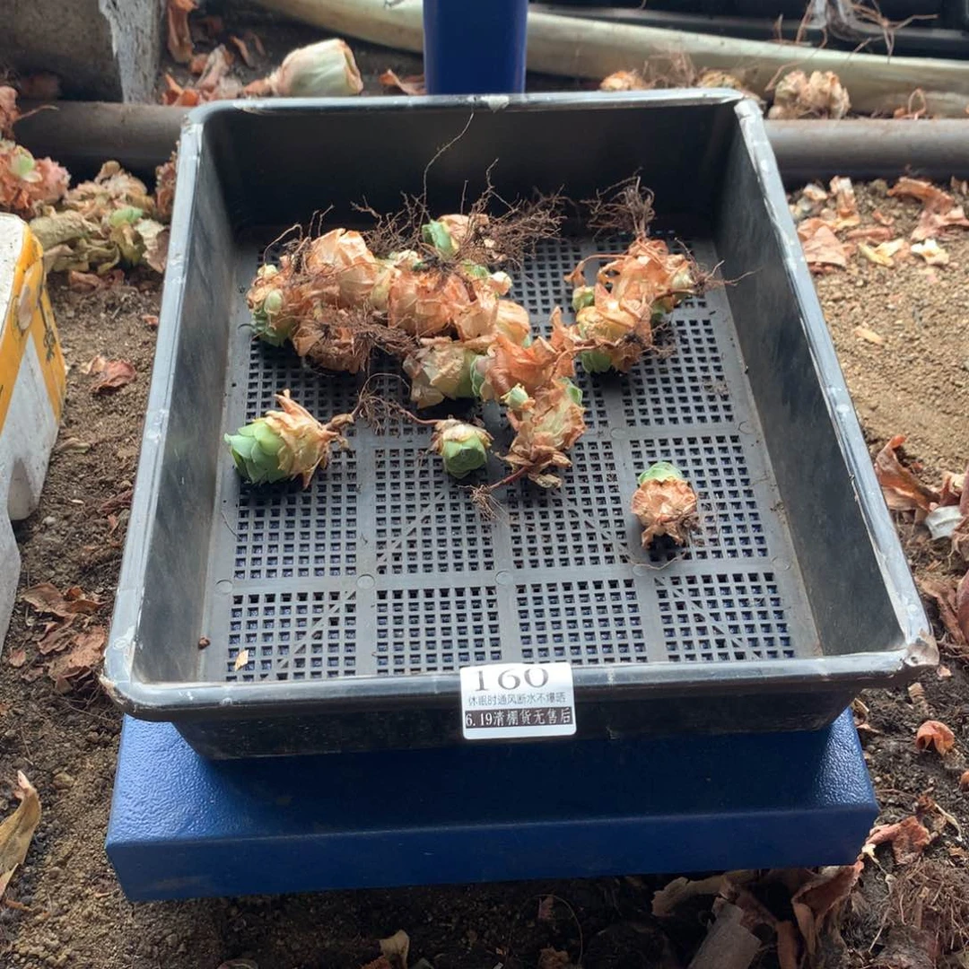 基地清棚福利款160