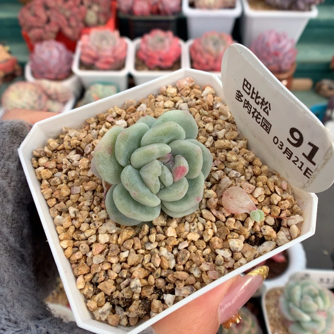 91双头双心异色叠叶粉锦冰玉石化