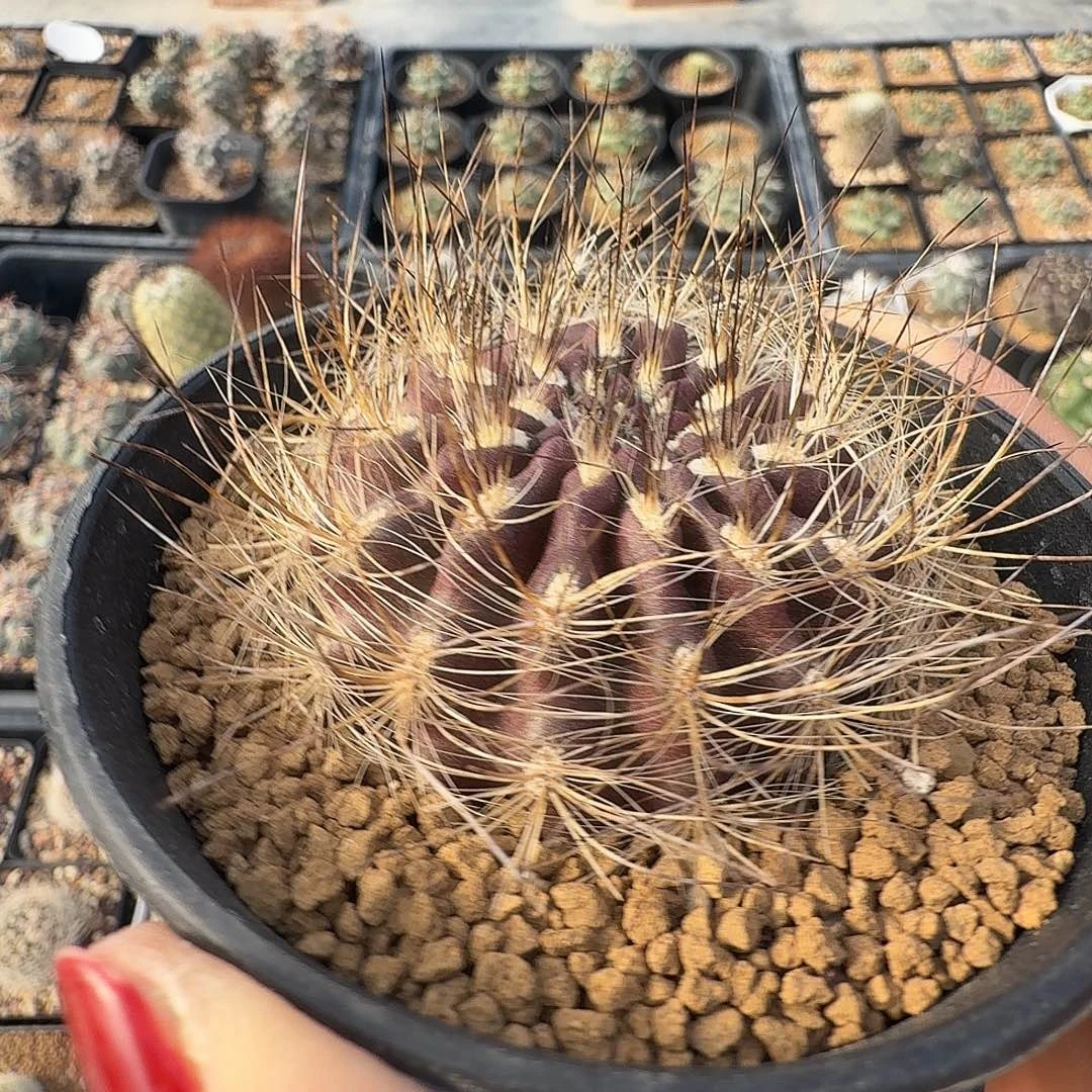 实生智利脱土发货