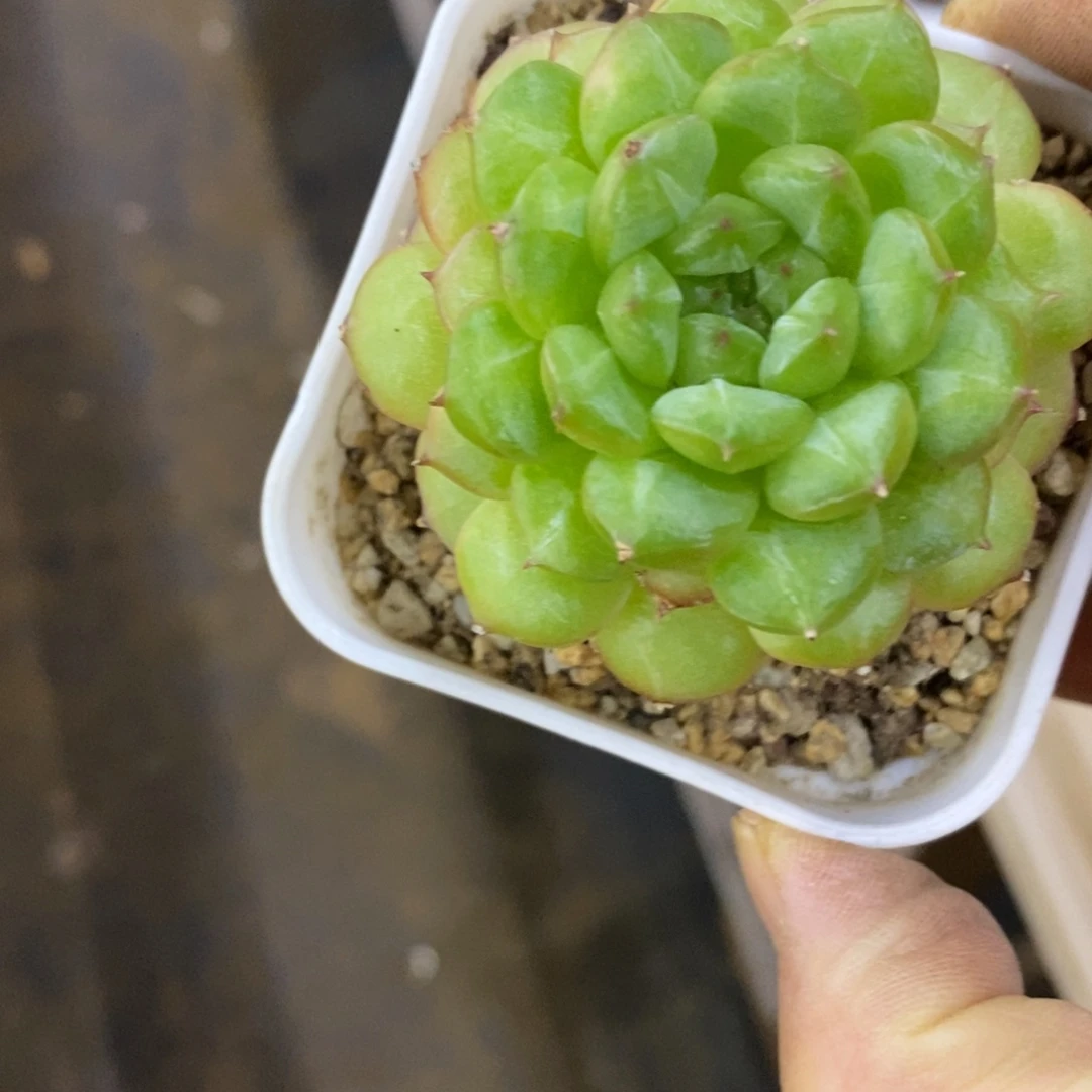 精品多肉一物一拍不包整178
