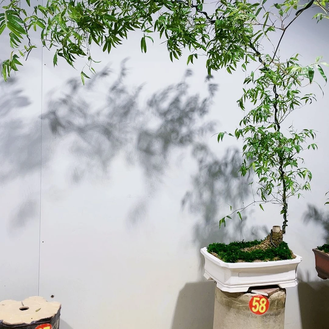 责*小叶簕竹熟桩陶瓷盆一物一拍