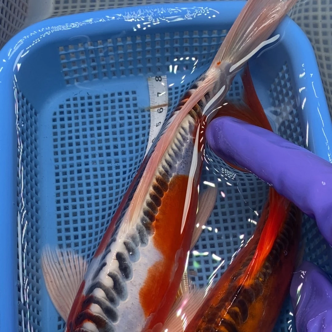 锦鲤冷水锦鲤包邮