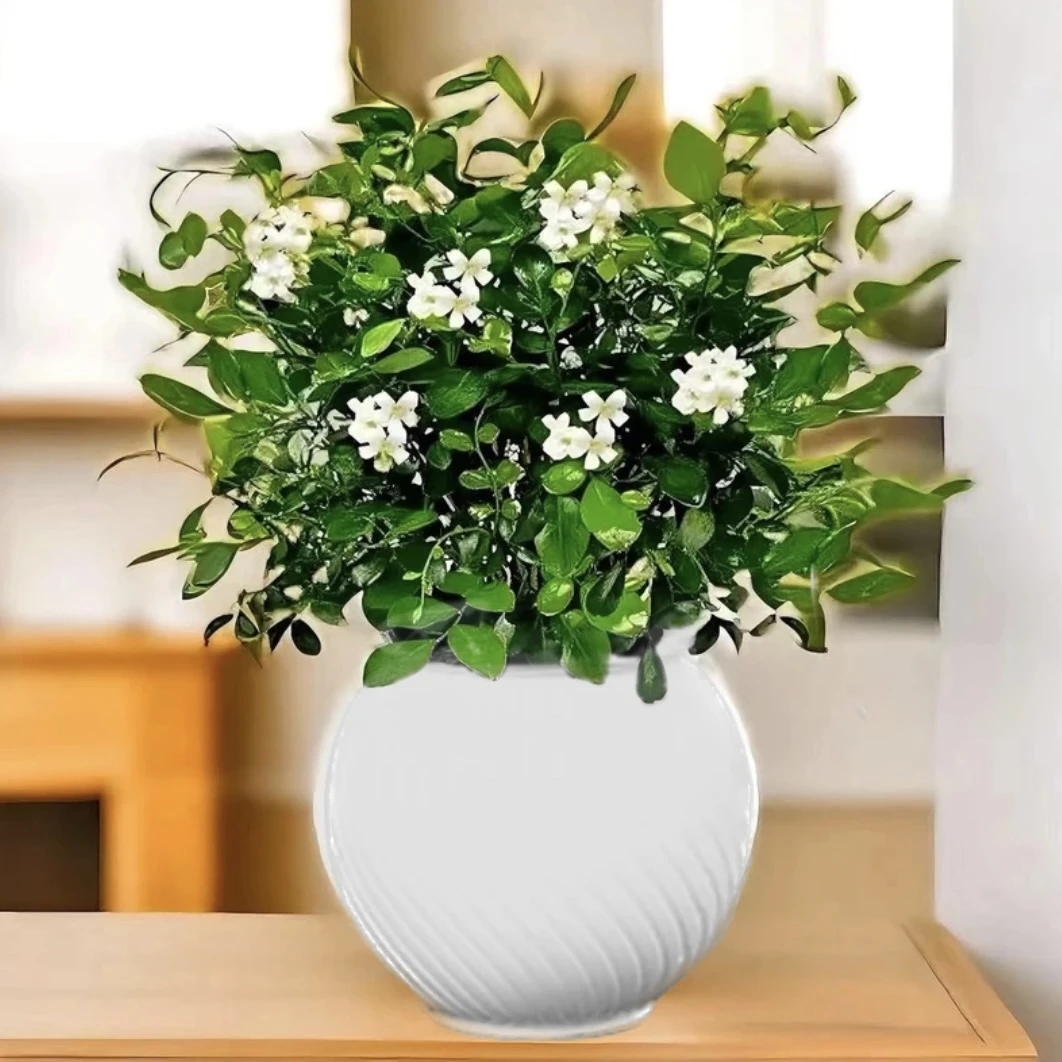 【买一送一】九里香盆栽四季开花树苗老桩九里香易活室内植物花卉