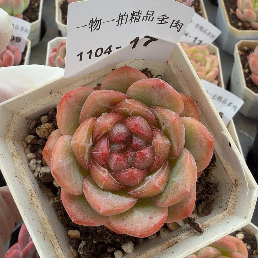 1104-17单颗多肉珍妮