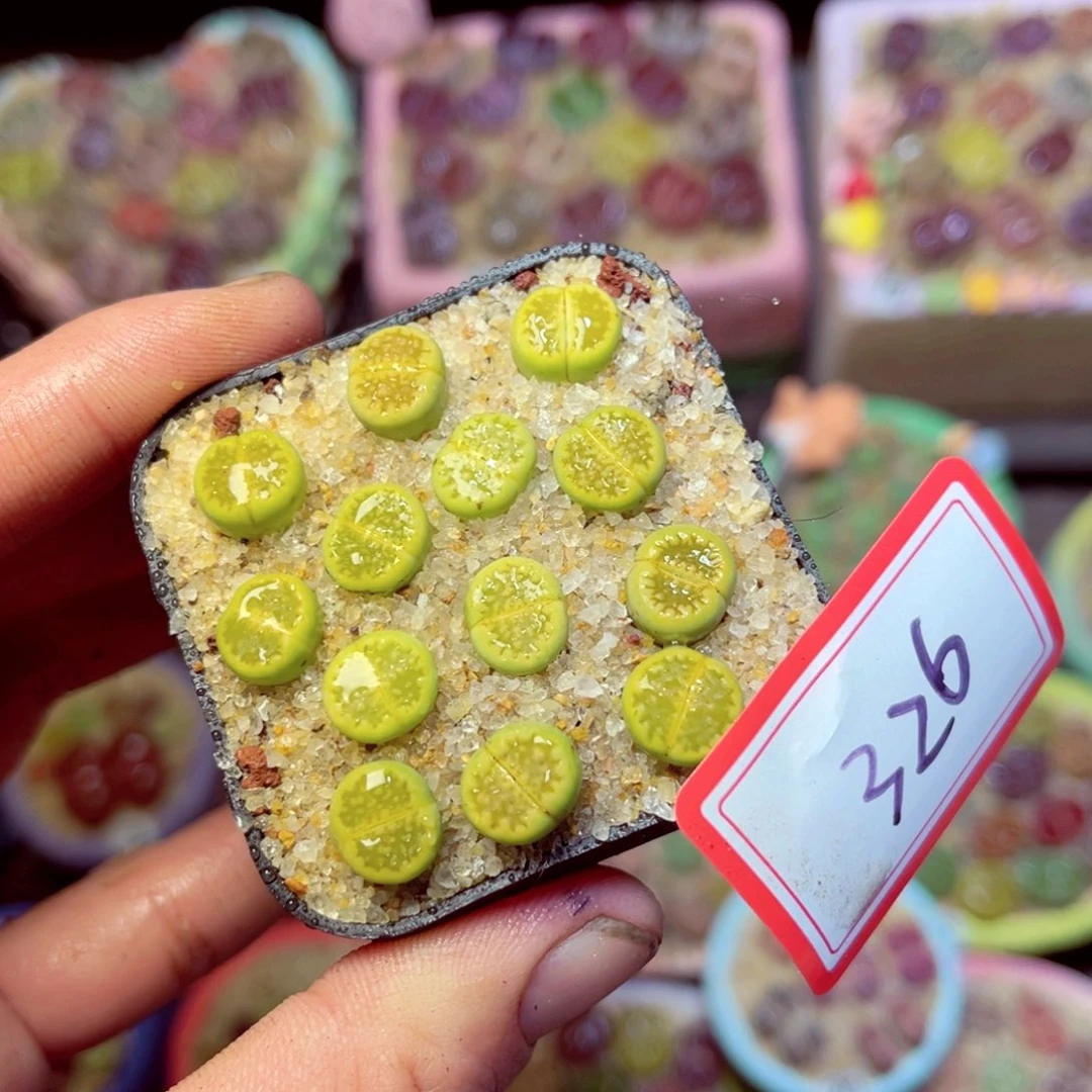 326生石花带盆发1