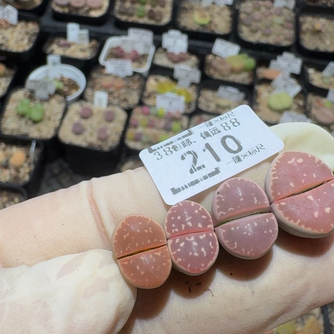 大***由Zzzzzz生石花肉锥210