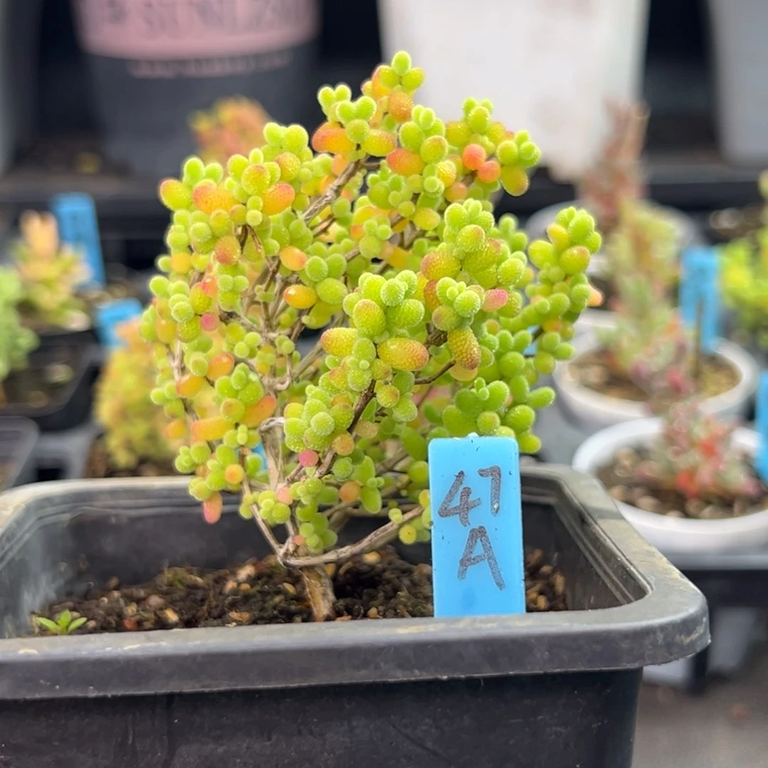 控养金桔小树47号