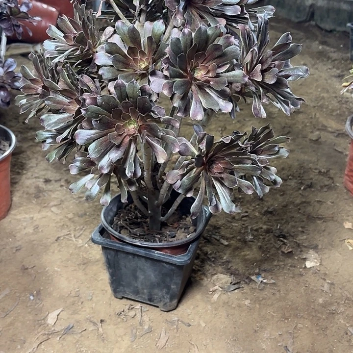 多肉植物法师灰法