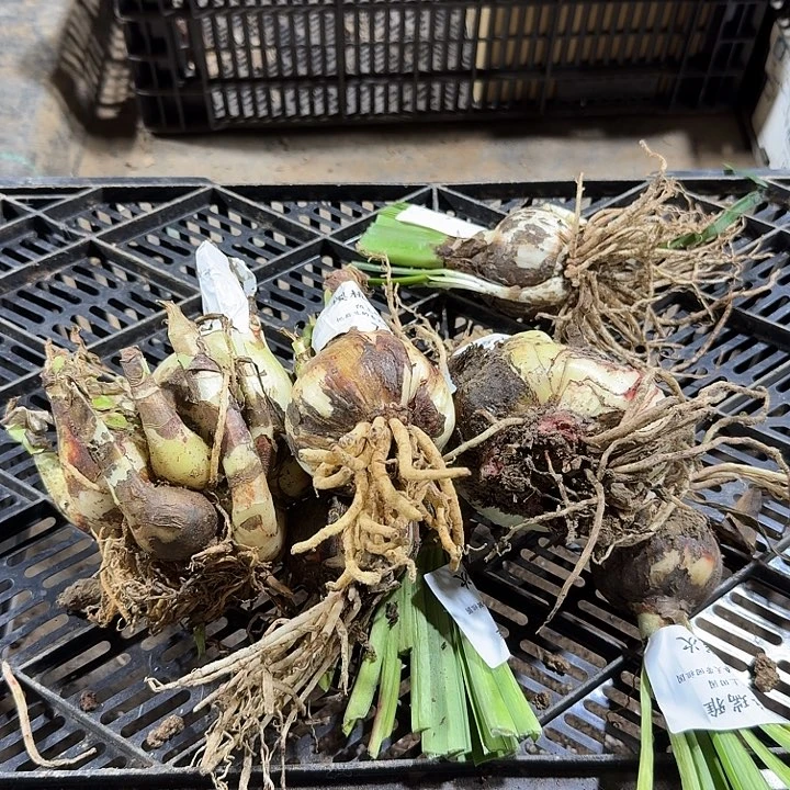 朱顶红残次11号箱子