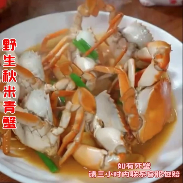 【顺丰速运】野生秋米青蟹顺丰包活（签收验货 勿放冰箱冷藏）
