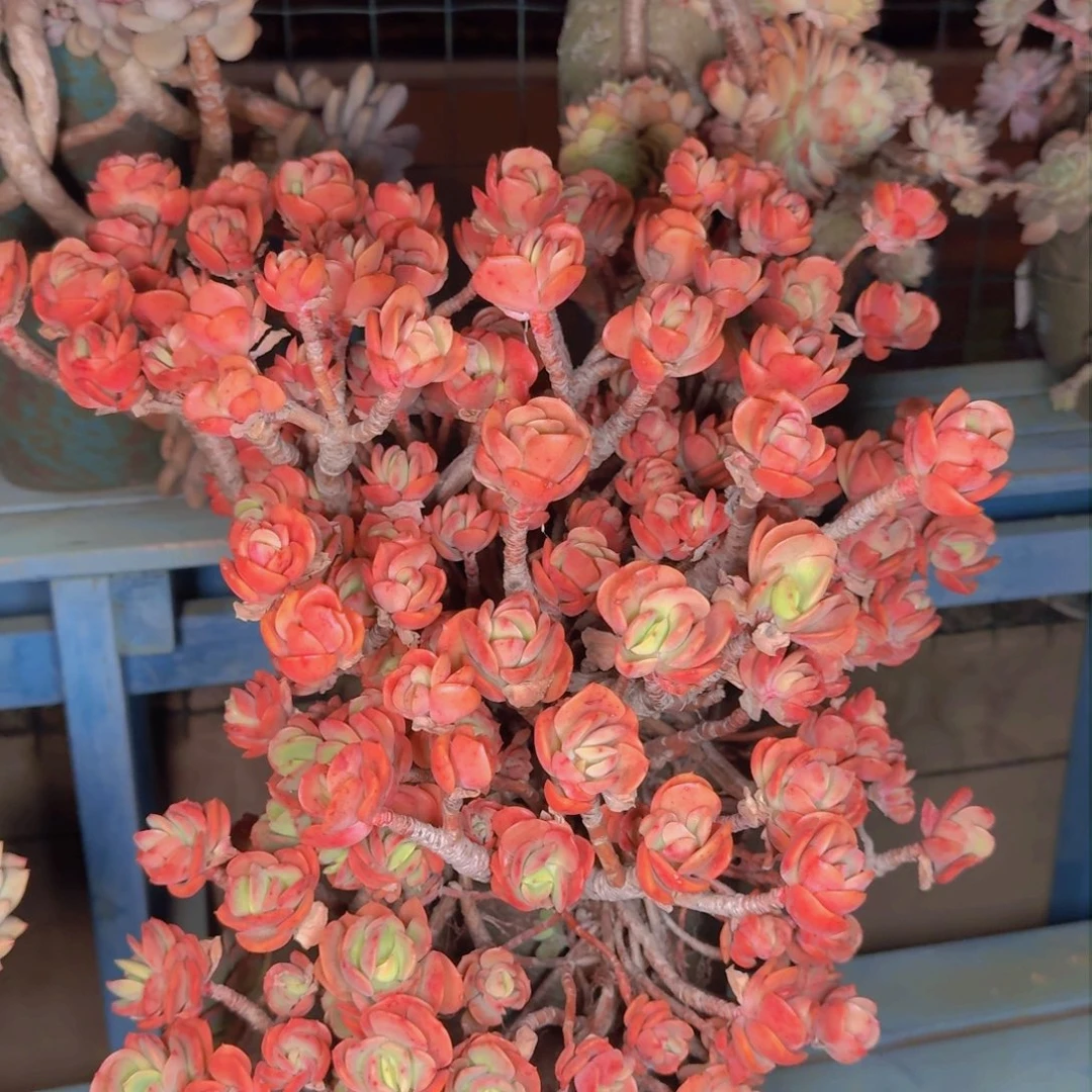 ?*然多肉植物的生长发育