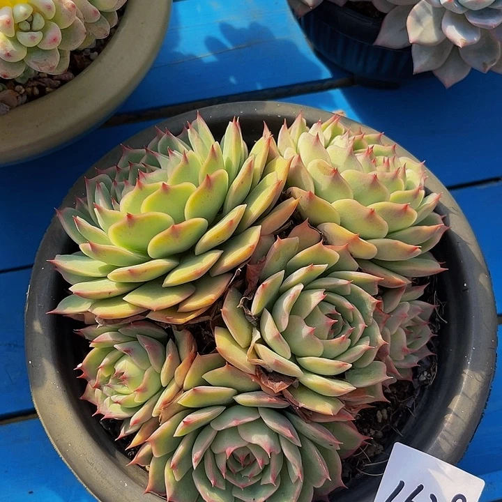 悦**?粉色提示1628