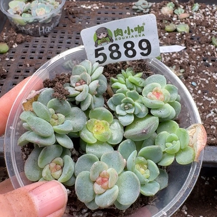 多肉植物多肉植物