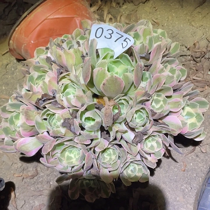 多肉植物法师375妖月