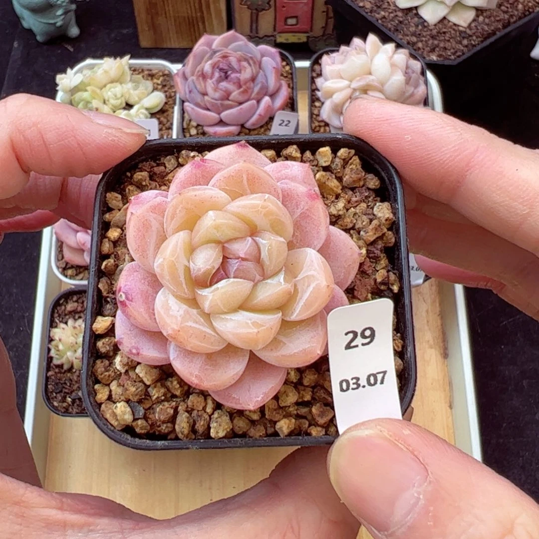 云岚29、哈哈哈哈