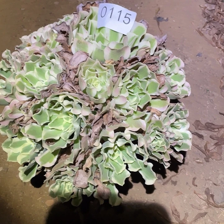 多肉植物法师115白凤
