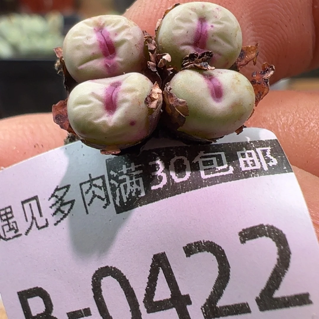 多肉植物111111111111