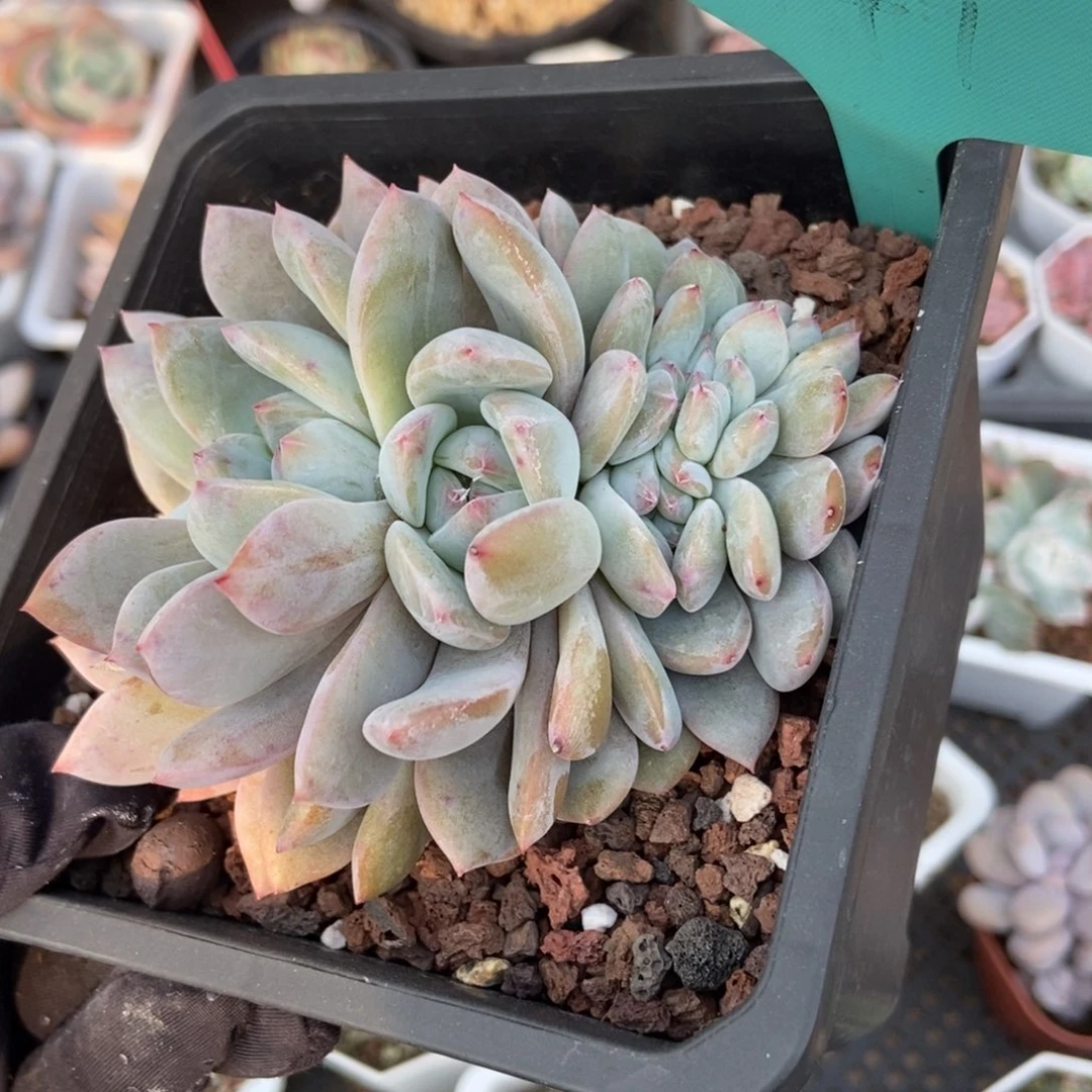 1147橙子unsourced and not多肉