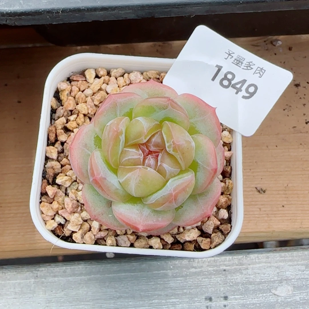 Z***c栀子花，1849多肉植物