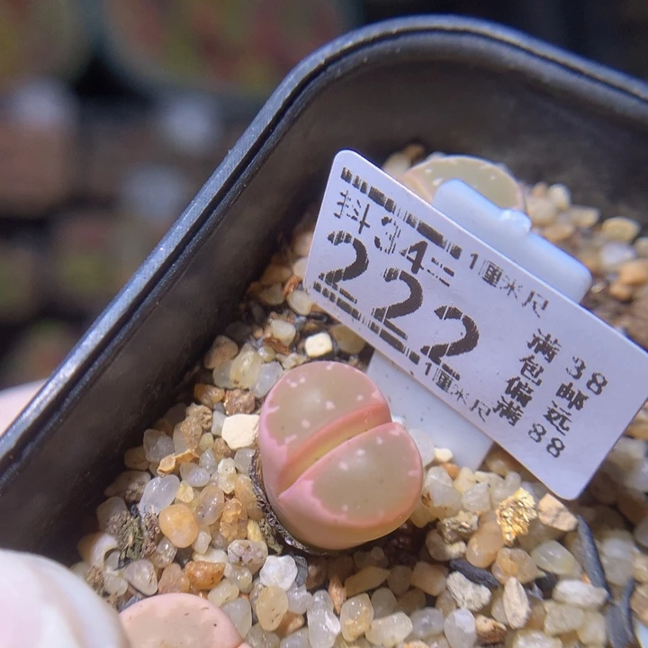 精品生石花34.222