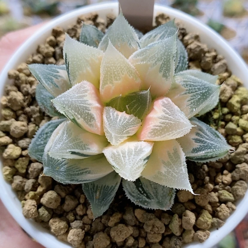 【闪购商品】29糊斑白帝城锦