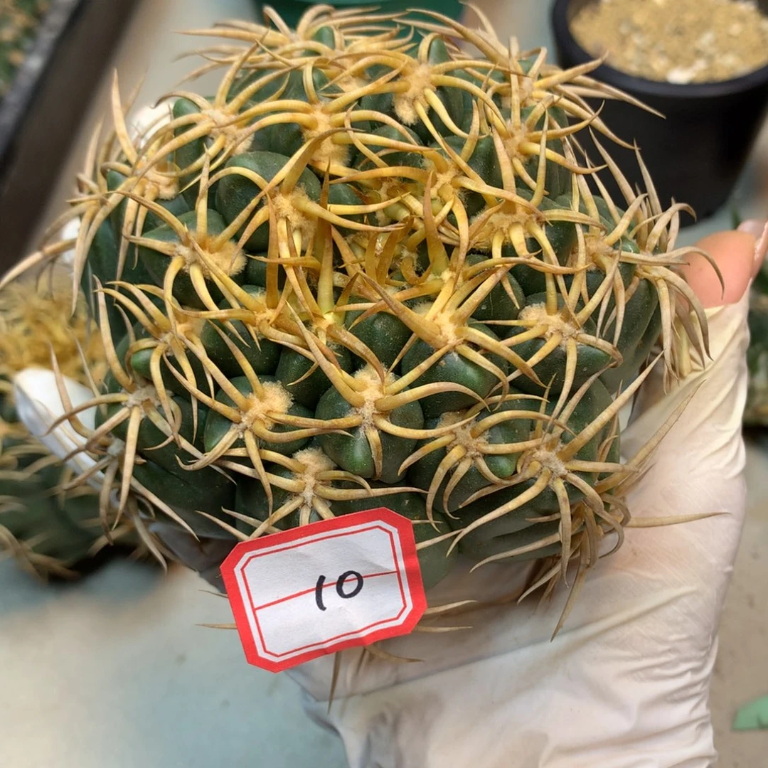 螃***9   10号 出根 卷刺高木海王 10.5公分