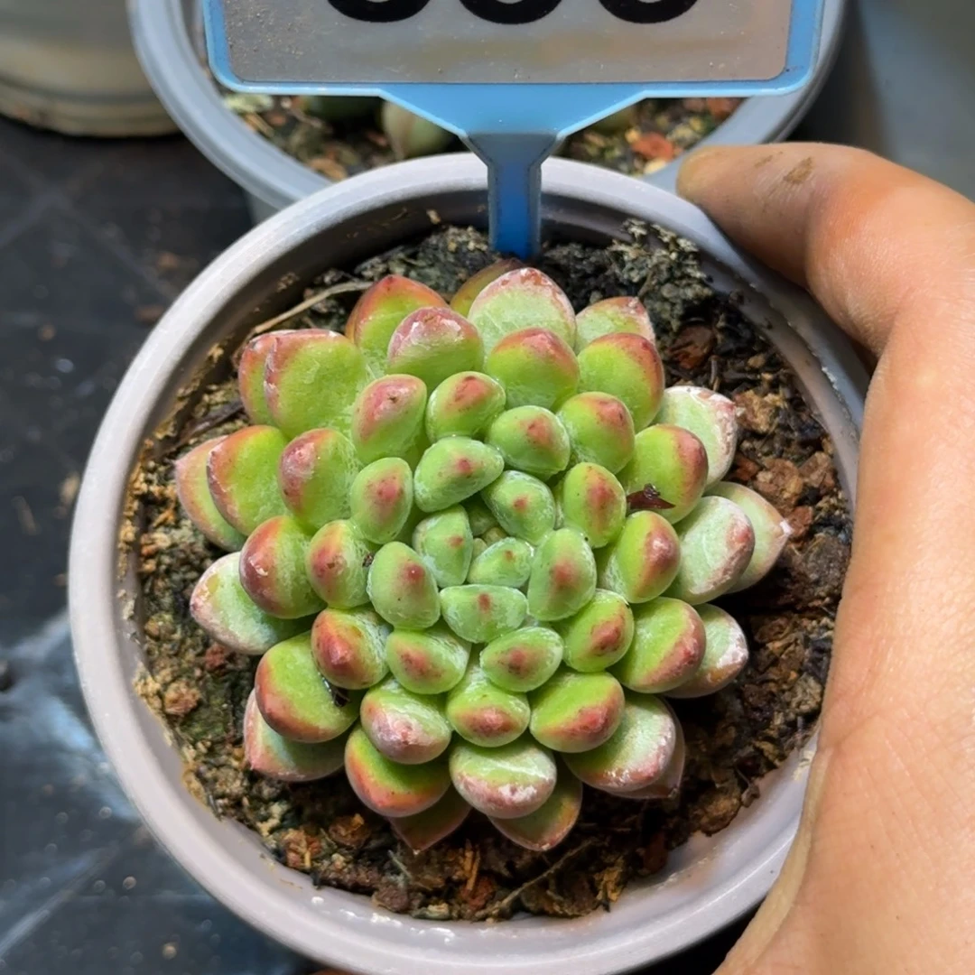 多肉植物萌多利536