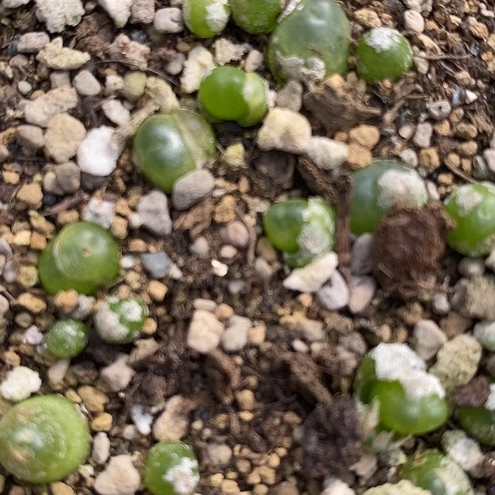 拉登一颗0.6-0.8厘米