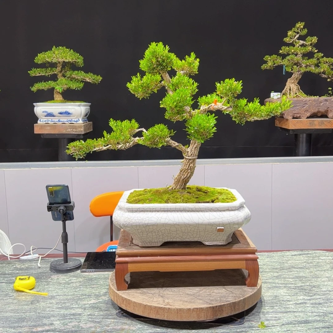 黄杨盆景老桩四季常青