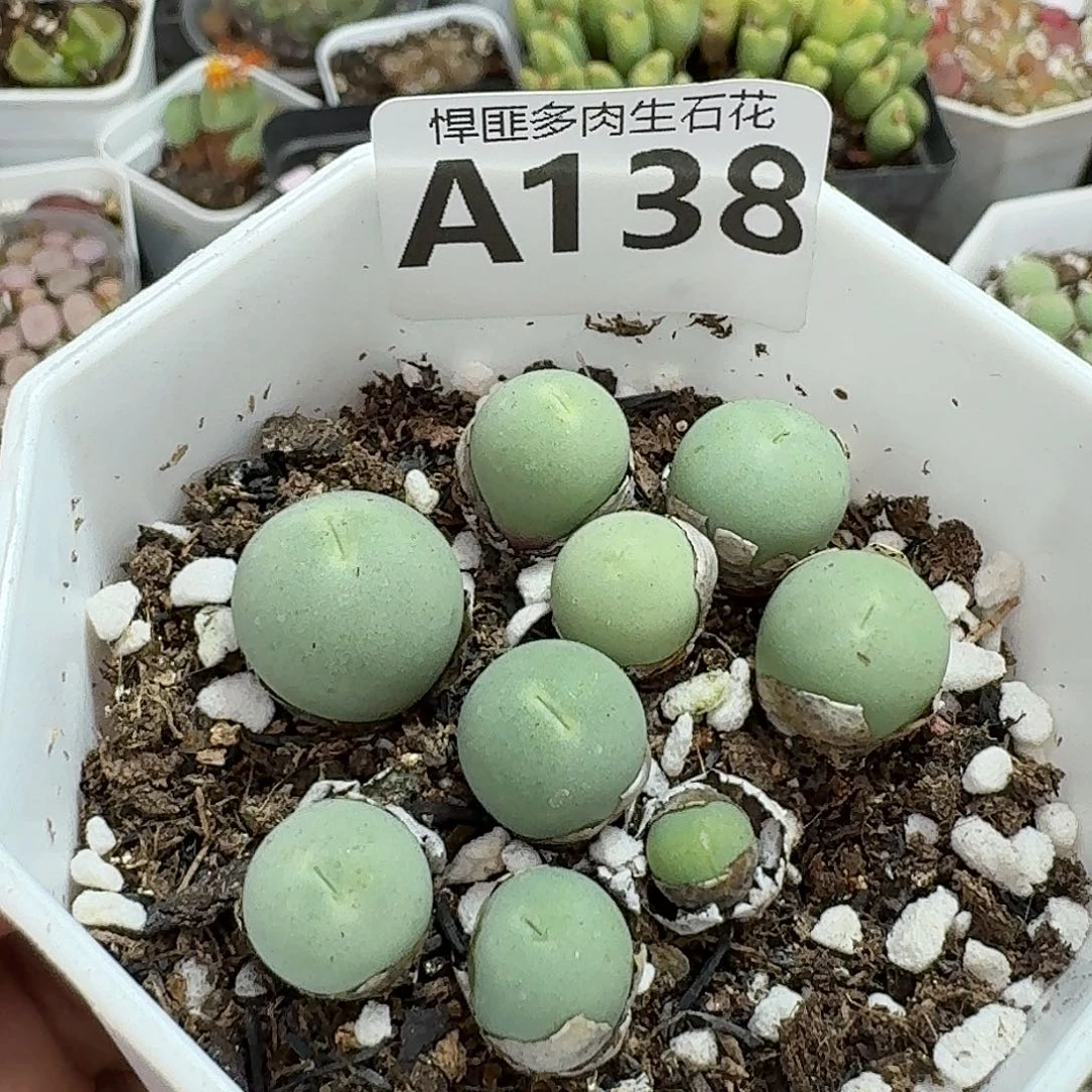 138多肉植物多肉植物