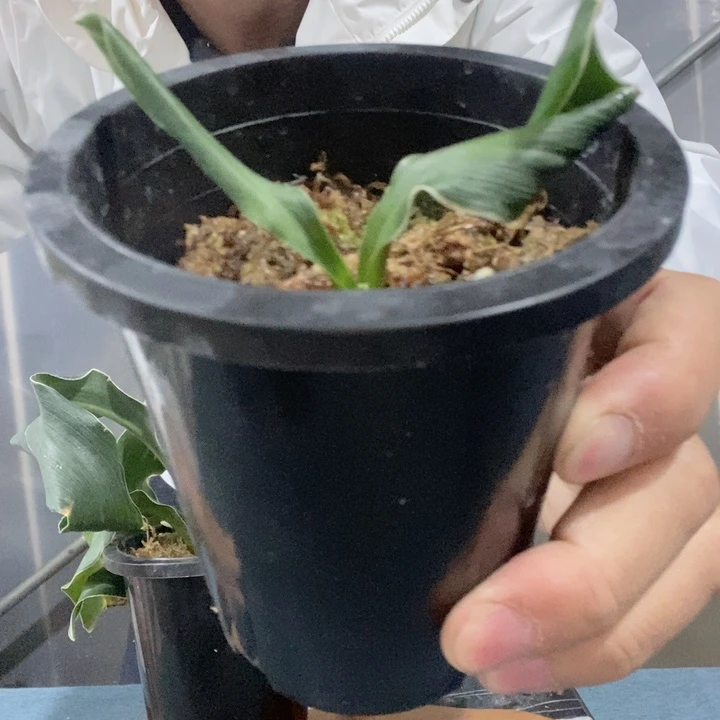 长**波d j j d j f j r h f